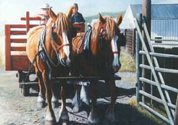 Feeding Time - Shire Draft Horses by Linda Parkinson